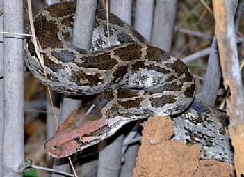 In saving the tiger, a host of lesser seen lifeforms find security. Seen here is an Indian rock python Python molurus (left) and a six-spotted ground beetle Anthia sexguttata (right). Both are as vital to the integrity of the ecosystem as their more charismatic co-inhabitant.