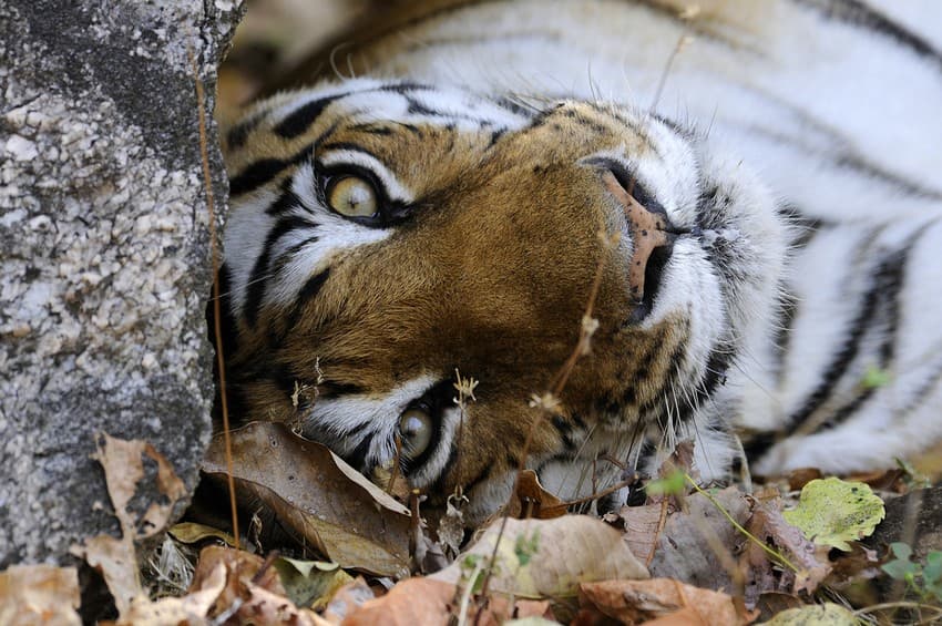 Protecting Madhya Pradesh: A trained field biologist and scientist, Dr. Anish Andheria and his team at the Wildlife Conservation Trust are currently engaged in a range of conservation initiatives in Madhya Pradesh. 