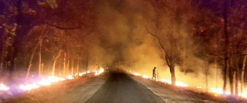 When intrusive structures are inevitable, adequate mitigation measures along accident-prone sections of railways, highways and canals must be built into the design to safeguard the interest of wildlife. What we see below is the ‘controlled burning’ of leaves to prevent forest fires from jumping from one side of the road to the other.