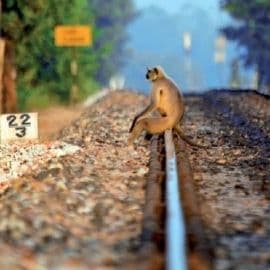 Protecting Madhya Pradesh: A trained field biologist and scientist, Dr. Anish Andheria and his team at the Wildlife Conservation Trust are currently engaged in a range of conservation initiatives in Madhya Pradesh.