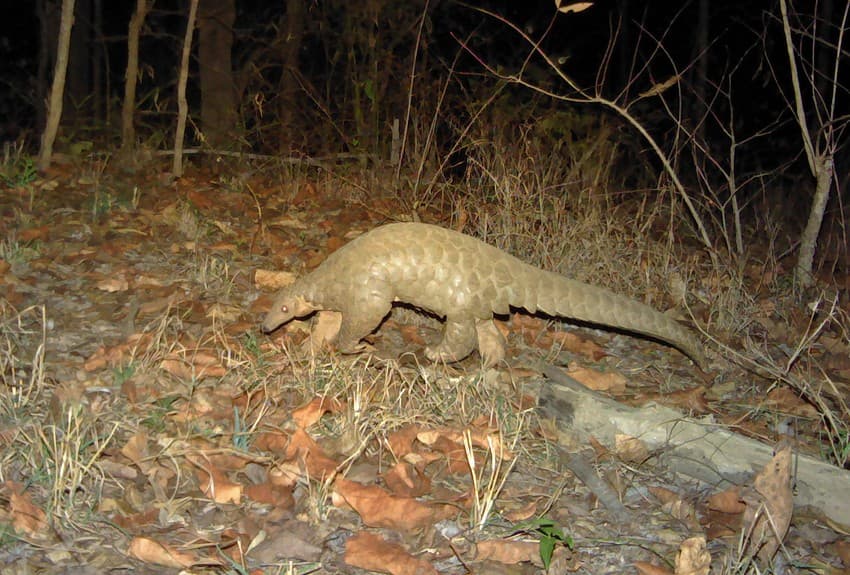 Seeing an Indian pangolin Manis crassicaudata is extremely challenging. In the past 30 years, the author has seen this nocturnal ant-eater only thrice!