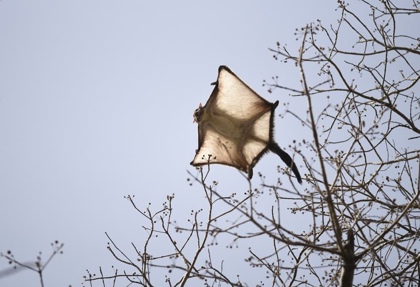 Widespread belief in traditional animal-based remedies for preventing and treating diseases has led to rise in hunting of the elusive Indian giant flying squirrel for “curing” COVID-19 symptoms using animal parts.