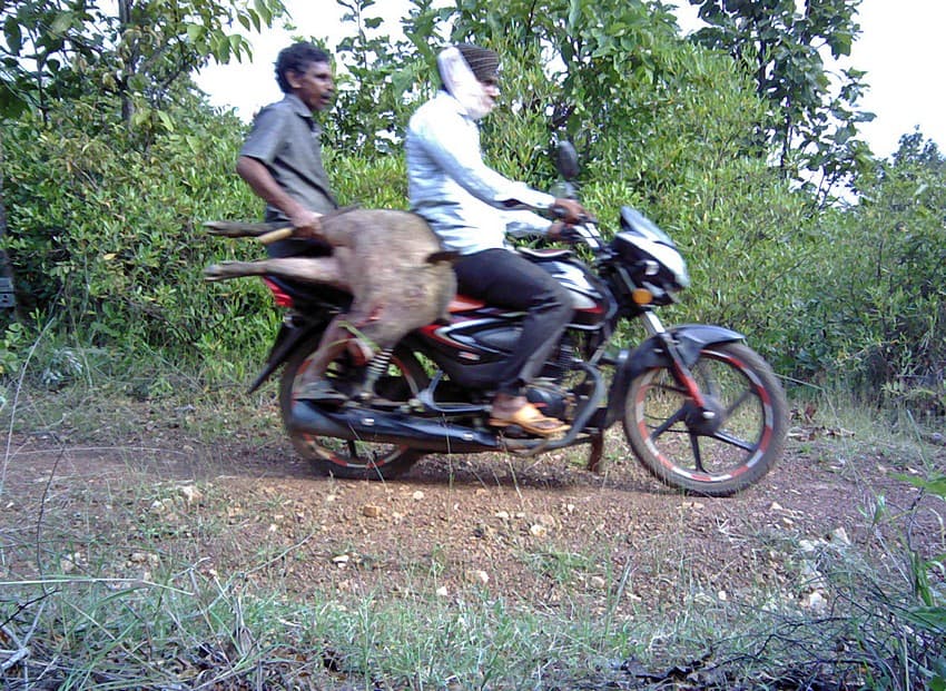 Extraordinary circumstances presented by the pandemic has seen more people resort to hunting wild animals for consumption and local trade in India. This camera trap image is used for representation purposes only.