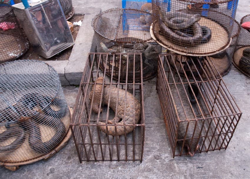 Species whose body parts are currently traded legally in China include pangolins, leopards, tiger, bears and elephants, all of which are seriously threatened by poaching and trafficking and for which China represents a major source of demand. 