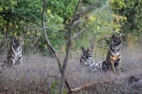 WCT has been monitoring tigers in the Greater Tadoba Landscape for the past eight years and our studies have played a pivotal role in providing the scientific basis for the declaration of Kanhalgaon as a sanctuary.