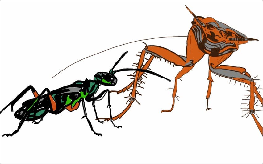 Manipulative Frankensteins - A female jewel wasp paralyses a cockroach to lay her egg in.