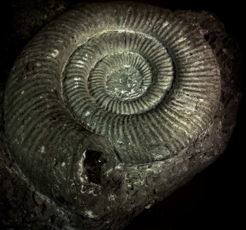 Though ammonite fossils are the most abundantly found fossils the world over, no one knows what the soft-bodied owners of these shells looked like, as only their hard, exterior shells were ever fossilised!