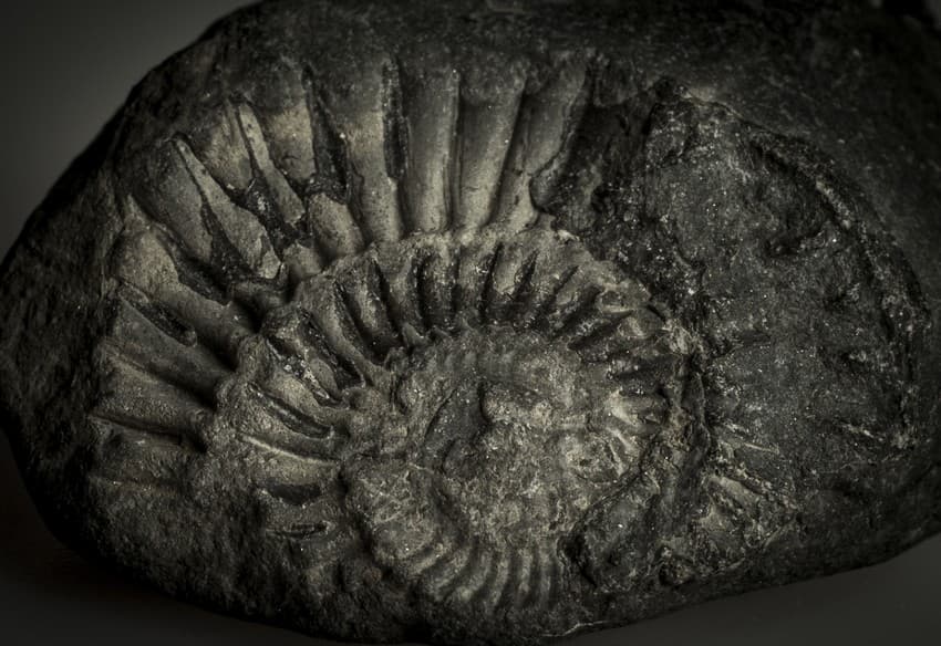 The ammonite was cephalopod mollusc that lived in the seas during the beginning of the Jurassic period until the end of the Cretaceous period i.e. approximately 200 million to 65 million years ago.