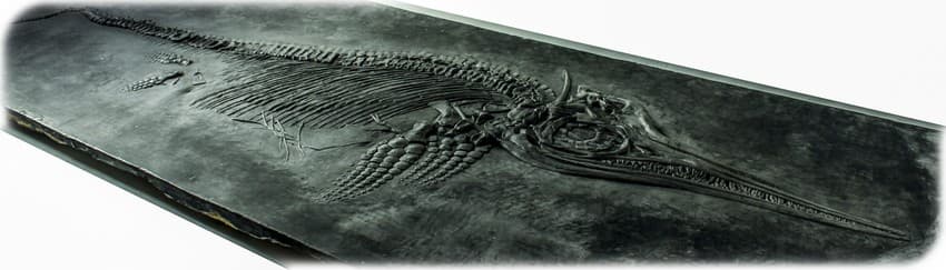 The ichthyosaur, whose Greek name literally translates to a ‘fish lizard’, was a marine reptile that swam the waters during the mid-Triassic period to the near end of the Cretaceaous period i.e. about 245 million years to approximately 90 million years ago.