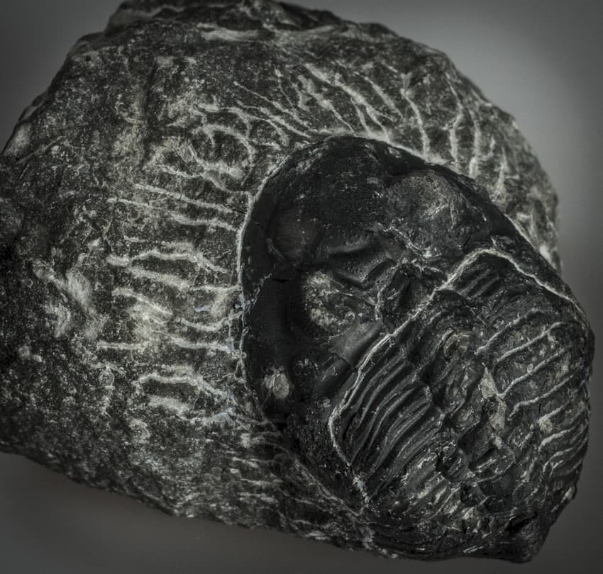 A trilobite consisted of a hard exoskeleton with a multiple segmented body and several pairs of jointed limbs that helped it dominate the ocean floors at the time.