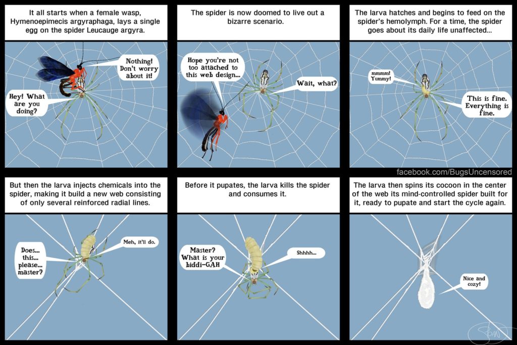 This comic by Sloan Tomlinson beautifully illustrates the phenomenon of Costa Rican wasp parasitising the orb spider and controlling its behaviour.