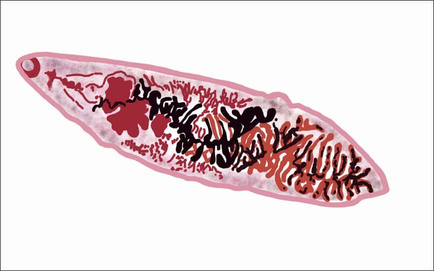 A lancet liver fluke is a parasitic flatworm.