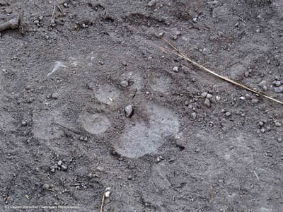 Biodiversity within the crater was an indication of a healthy, teeming forest. The authors sighted over 120 species of birds in and around the crater, including Ruddy Shelducks (left) foraging in the Lonar Lake. A leopard’s pugmark (right) sighted in the forest along the rim of the crater.