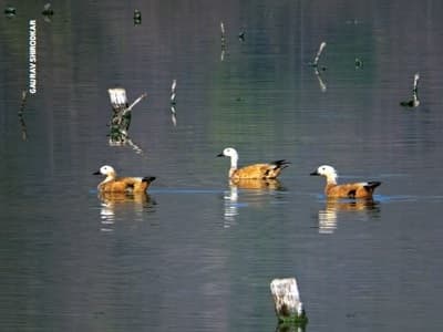 Biodiversity within the crater was an indication of a healthy, teeming forest. The authors sighted over 120 species of birds in and around the crater, including Ruddy Shelducks (left) foraging in the Lonar Lake. A leopard’s pugmark (right) sighted in the forest along the rim of the crater.