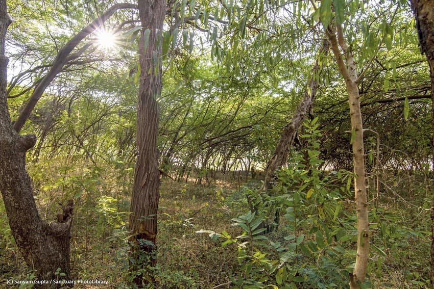 The vegetation inside lonar crater is a mix of dense evergreen forest at the base and a mix of dry deciduous forest on the inner slope of the rim.