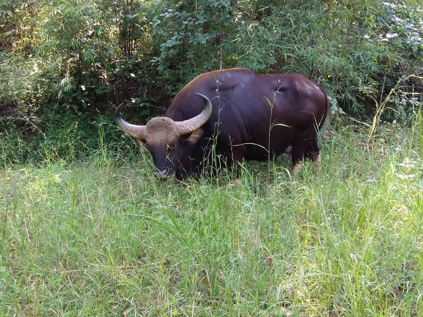 Investigating the Effects of Road Network on Genetic Connectivity and Population Structure of Gaur (Bos gaurus) in Central Indian Landscape