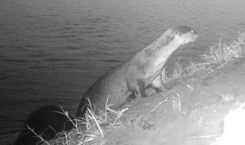 First Ever Camera Trap Photo of Smooth-coated Otters at Krishna River Delta by Eastern Ghats Wildlife Society