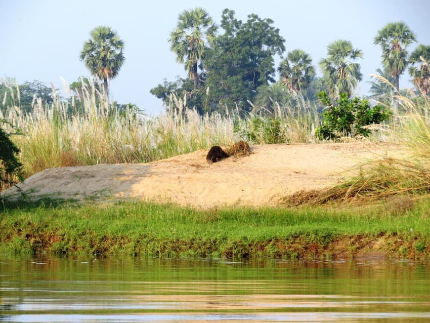 Conservation Status Survey of Smooth-coated Otters in the Krishna River Delta of Andhra Pradesh