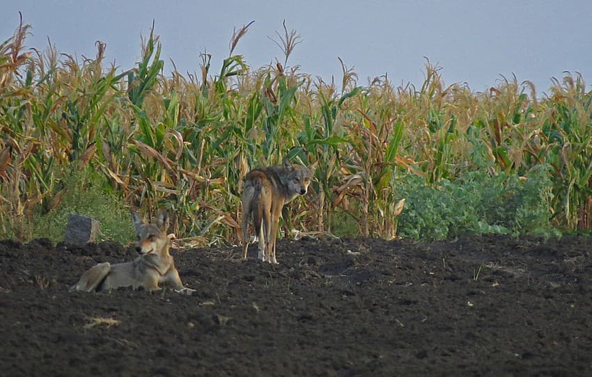 Assessing Patterns of Livestock Loss Due to Wolves in an Arid Human Use Landscape of North Karnataka, India