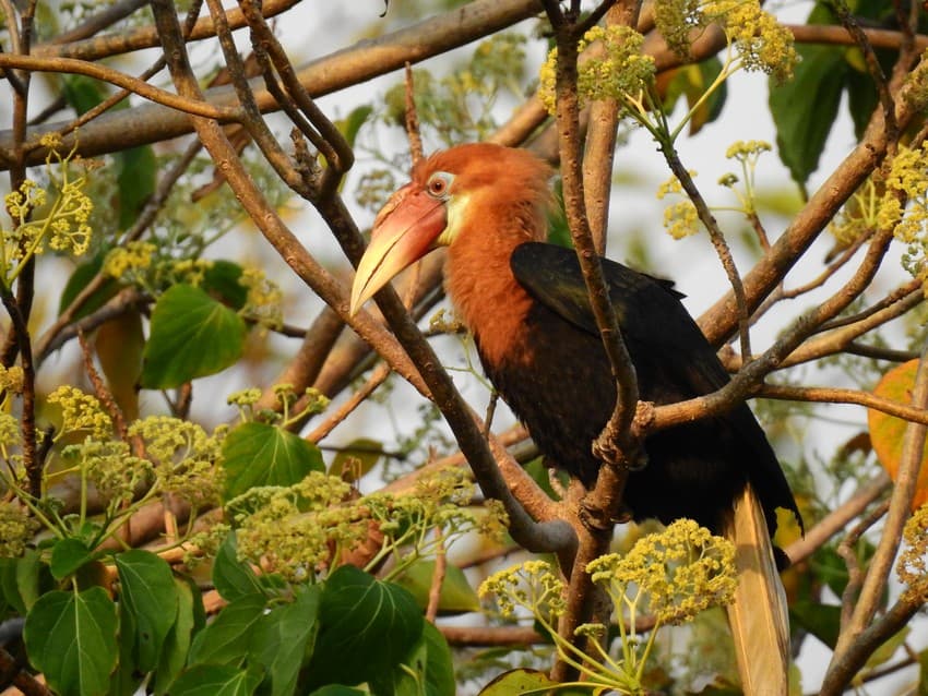 Conservation in Partnerships: The Unique Case of Narcondam Hornbill