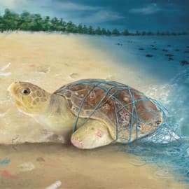 Amputees of the Anthropocene - A full-grown Olive Ridley sea turtle, she was washed ashore a beach in Dahanu, a seaside town over a hundred kilometres north of Mumbai, with three of her four flippers missing.