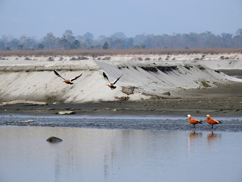 Engaging the local community to understand and preserve the critically endangered White-bellied Heron (Arden insignis) and the endangered White-winged Duck (Asarcornis scutulata) along the Brahmaputra river basin.