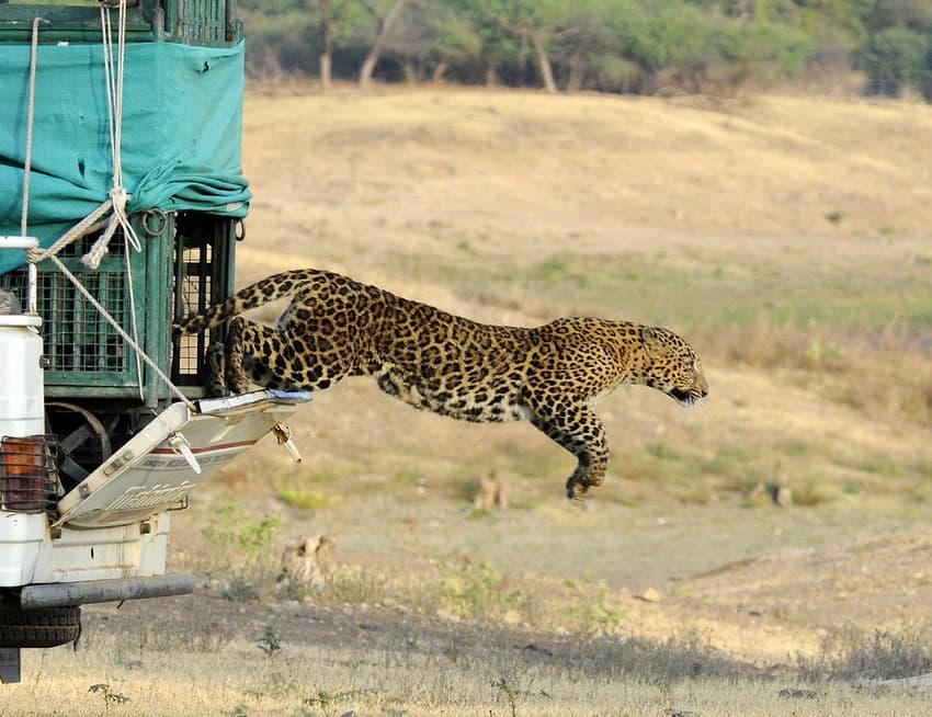 A rescued leopard being released in Gir, Gujarat.