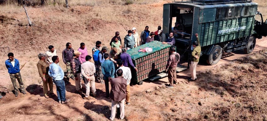 A tiger rescue operation underway near Satpura Tiger Reserve, Madhya Pradesh, in March 2020. With appropriate crowd management, a rescue operation can yield a positive outcome, such as this one did.