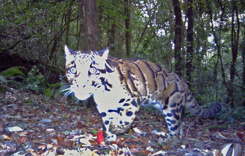 Clouded leopard: Facilitating wild felid conservation through community participation in eastern Nagaland, India