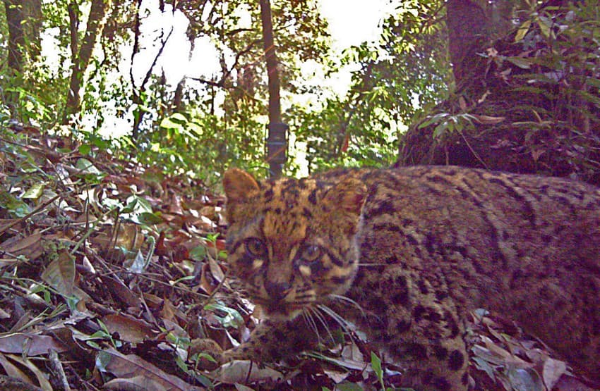 Marbled cat: Facilitating wild felid conservation through community participation in eastern Nagaland, India