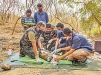 Watch: Female leopard radio-collared at Sanjay Gandhi National Park