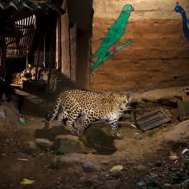 Leopards aren’t fussy about their homes. They are able to adapt to shifting landscapes and shrinking habitats, surviving in small, fragmented forest patches, and even in landscapes completely modified by human activity, where wild prey is almost absent.