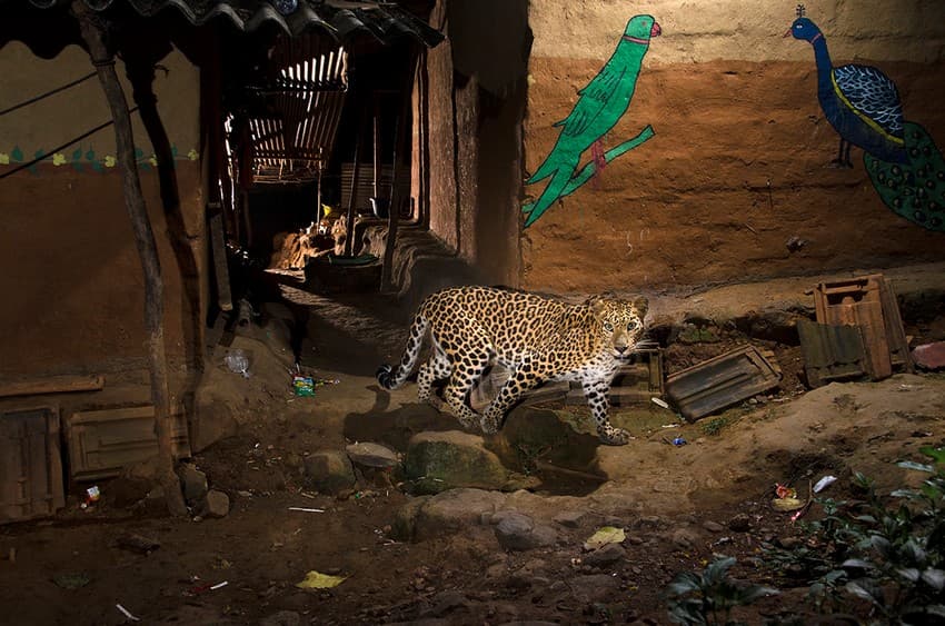 Leopards aren’t fussy about their homes. They are able to adapt to shifting landscapes and shrinking habitats, surviving in small, fragmented forest patches, and even in landscapes completely modified by human activity, where wild prey is almost absent.