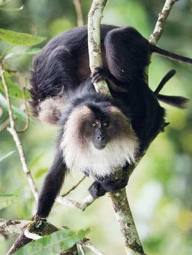 Lion-tailed macaques Macaca silenus, however, are confined to the evergreen stretches of the tiger reserve and in cardamom estates in the Theni, Ranni and Kottayam Divisions. Frequently sighted in the forests of the Koruthodu- Sabarimala area, they move up montane tracts along the interstate border in Upper Manalar and Vellimala in search of plant foods.