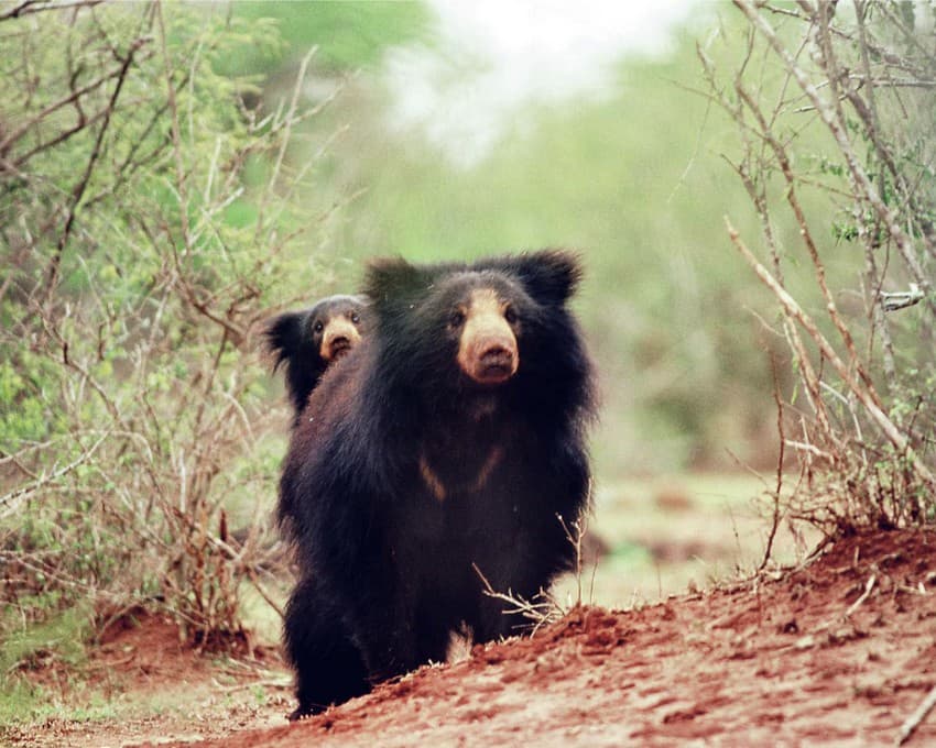 The care of the young is left wholly to the mother sloth bear Melursus ursinus, who carries her cubs on her back in the manner of ant eaters. She will defend her young ones fiercely against all perceived threats until they are two or three years old.