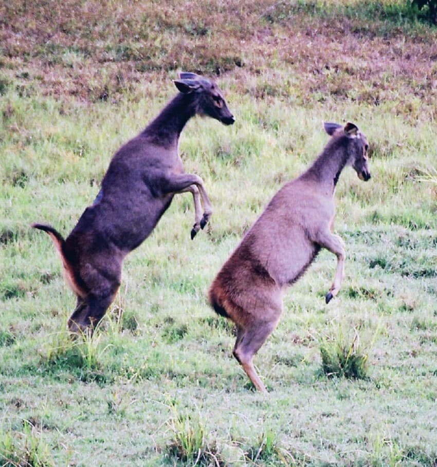 Sambar Cervus unicolor are the dominant deer species and an important food source for the three sympatric large carnivores – tiger Panthera tigris, leopard Panthera pardus (right) and dhole Cuon alpinus.