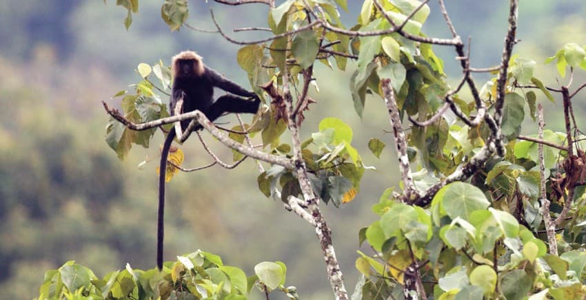 The Nilgiri langur Trachypithecus johnii is endemic to the southern Western Ghats and its “hookoo-hookoo” calls reverberate across the evergreen, semi-evergreen and deciduous forests of the Periyar Tiger Reserve. Ganja (marijuana) cultivators take a heavy toll on these handsome animals and many die of electrocution in and around Thekkady.