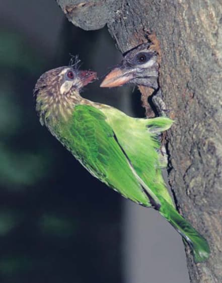 White Cheeked Barbet, Seed dispersal: All foragers expend time and energy seeking foods that will vary in digestibility, nutritional quality and accessibility. The extent to which an animal profits from eating a particular fruit depends on the size of the animal, the size of the fruit, and the nutritional quality of the pulp, minus the effort spent in acquiring it.