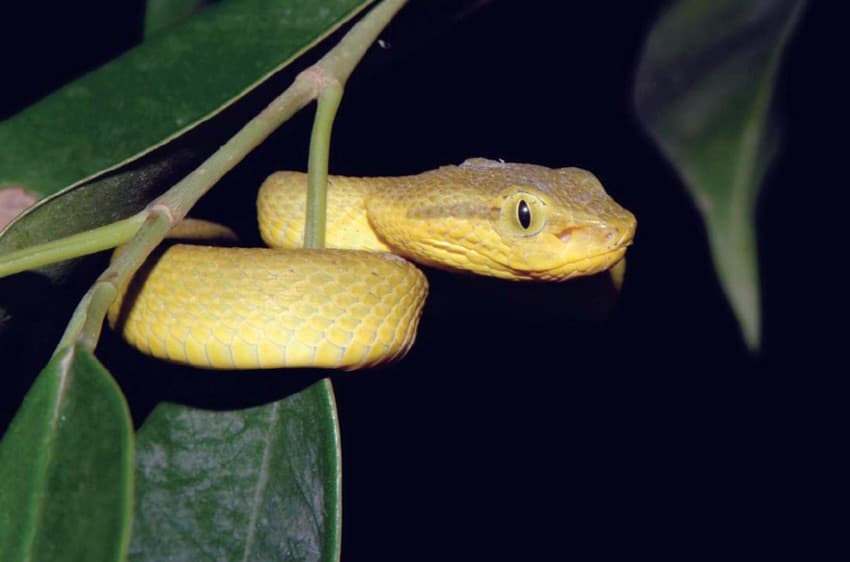 Periyar is a reptile haven and creatures such as the large-scaled pit viper Trimeresurus macrolepis (top) and the bamboo pit viper Trimeresurus gramineus (bottom) are superbly adapted to the rainforest ecosystem. While it is a well-known fact that snakes are equipped with infrared imaging capabilities to hunt down warm-blooded prey, recent reports also suggest that they may also help them evaluate whether it is more advisable to warn off potential enemies with mock strikes, or to slink away to safety.