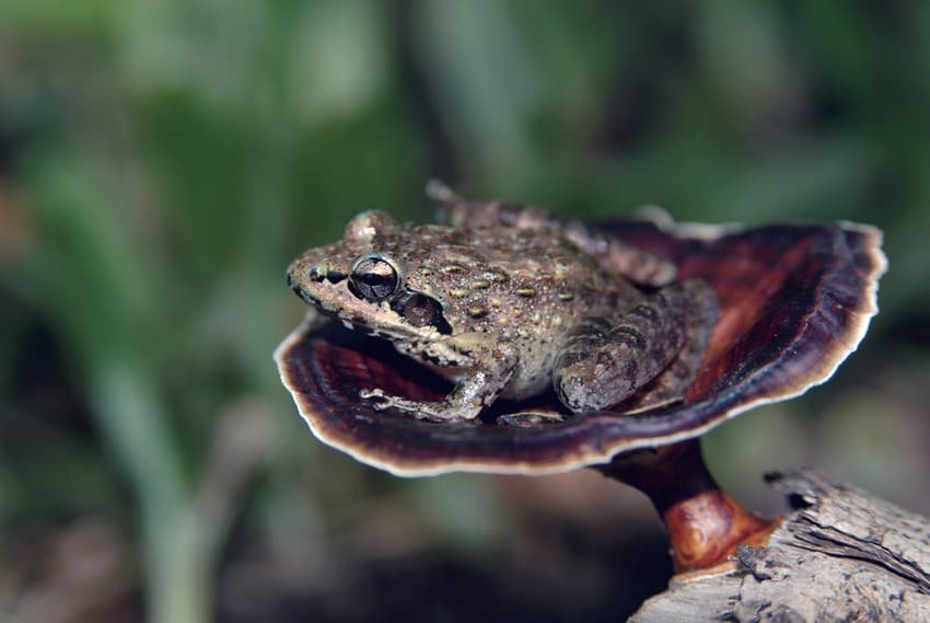 A tropical climate and abundant rain combine to create rich and varied niches that offer safe haven to a myriad amphibians, of which some, including the bi-coloured frog Clinotarsus curtipes (top) and the Beddome’s leaping frog Indirana beddomii (bottom) are endemic to the Western Ghats.