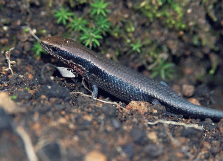 A specialised insect-hunter, the bronze grass skink Mabuya macularius (facing page, top) that seldom grows beyond 100 mm.