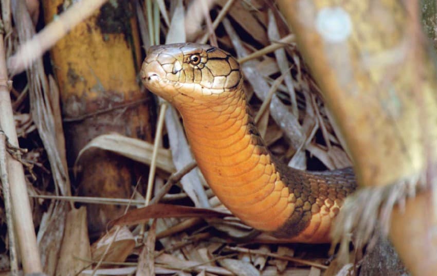 The king cobra (Ophiophagus hannah) (top) is one of the largest venomous snakes in the world, and feeds exclusively on other snakes.