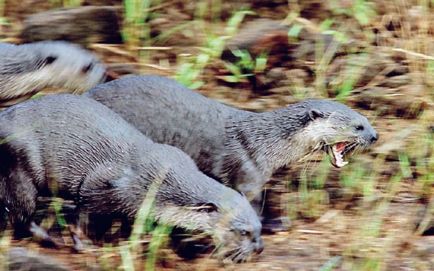 Smooth-coated otters Lutrogale perspicillata (top) are charismatic, aquatic mammals found along river courses, vayals and the Periyar lake shore. They are vulnerable to dramatic rises in water levels as this could submerge their dens. Fish nets and toxins brought in during the monsoon, when sewage and effluents from Kumily overflow into the lake, also take a toll on otters.