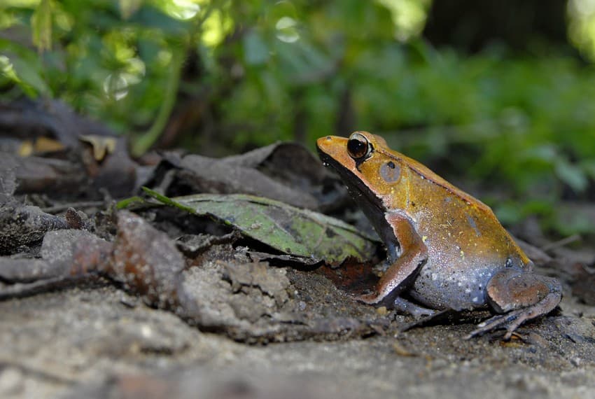 A tropical climate and abundant rain combine to create rich and varied niches that offer safe haven to a myriad amphibians, of which some, including the bi-coloured frog Clinotarsus curtipes (top) and the Beddome’s leaping frog Indirana beddomii (bottom) are endemic to the Western Ghats.