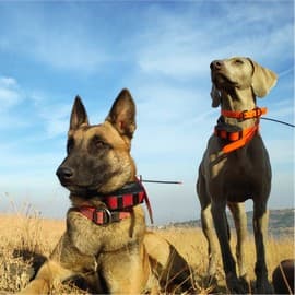 As we grapple with poaching, forest fragmentation, and other human activities that harm wildlife and ecosystems, WCT has turned to Conservation Dogs for help. An integral part of the organization, four working dogs have been solving complex conservation problems for the past two years.