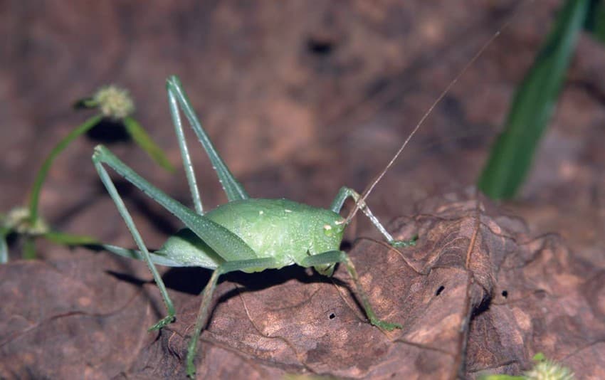 The multi-tier strata of Periyar teems with insects of every shape, size and colour. Some like the black-tipped forest glory Vestalis apicalis (first from top), a large species of damselfly, and the katydid nymph of the Family Tettigoniidae (second from top) use camouflage to avoid undue attention from predators, while others such as these leafhoppers belonging to the Family Cicadellidae (third from top) and the seed bug from the Family Lygaeidae (fourth and fifth from top) use bright colours to announce their distastefulness. The colour red is associated with danger and is effective against bird predators.