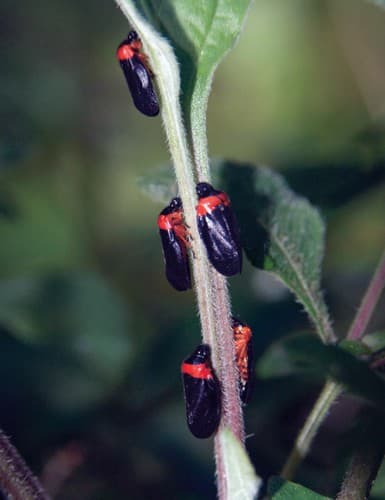 The multi-tier strata of Periyar teems with insects of every shape, size and colour. Some like the black-tipped forest glory Vestalis apicalis (first from top), a large species of damselfly, and the katydid nymph of the Family Tettigoniidae (second from top) use camouflage to avoid undue attention from predators, while others such as these leafhoppers belonging to the Family Cicadellidae (third from top) and the seed bug from the Family Lygaeidae (fourth and fifth from top) use bright colours to announce their distastefulness. The colour red is associated with danger and is effective against bird predators.