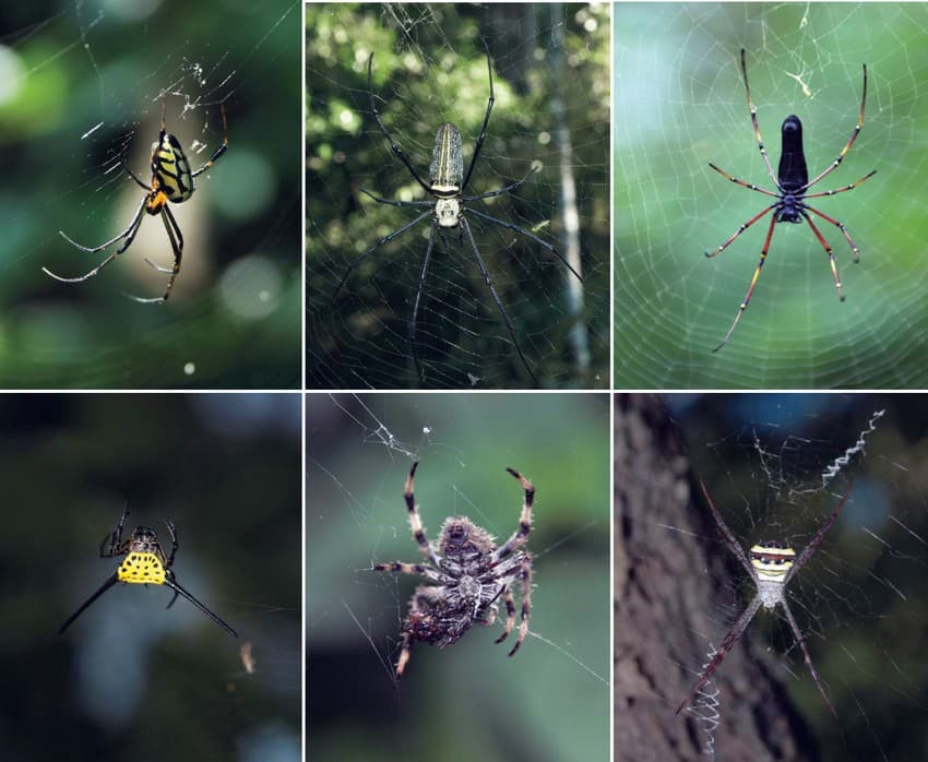 Spiders are arguably the most specialised insect predators. Most prominent among them are the orb weavers, a large group of over 2,800 species worldwide, belonging to the family Araneidae. The six species seen here clockwise (facing page from top left): orchard spider Leucauge sp., giant wood spider Nephila pilipes, black wood spider Nephila kuhlii, banded fourleg or signature spider Argiope sp., garden orb weaver Neoscona sp., and long-horned orb Gasteracantha dalyi can be commonly seen in the Periyar Tiger Reserve.