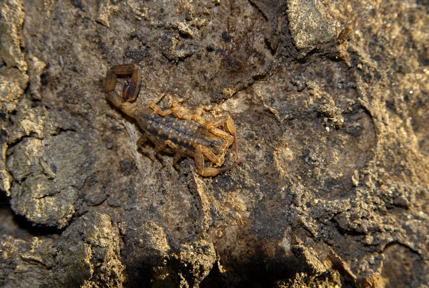 The bark scorpion ( Isometrus sp.) has a flat and delicate body that allows it to squeeze into the narrow space between flakes of loose bark and the trunk of forest trees and stay hidden during the day.