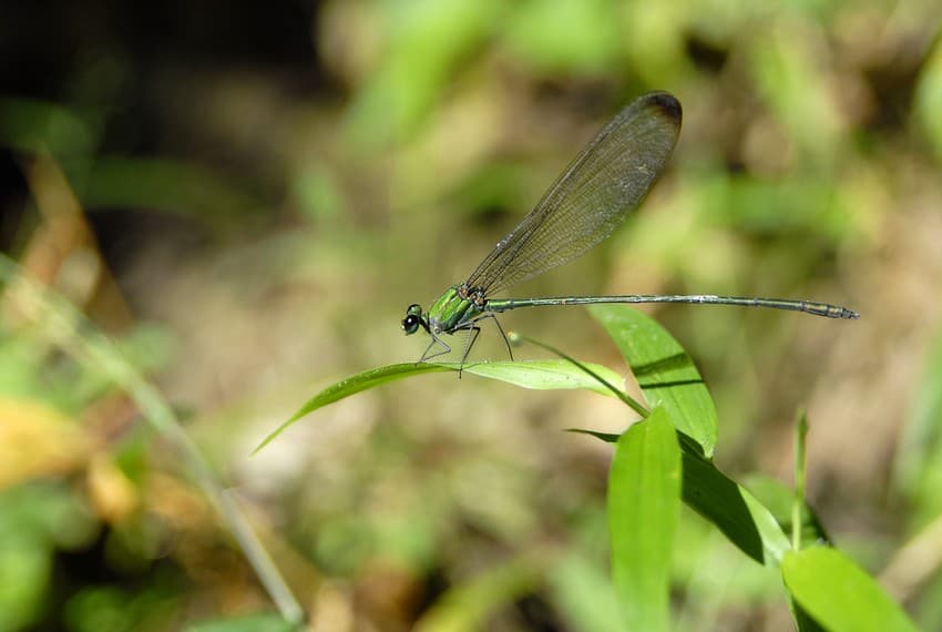 The multi-tier strata of Periyar teems with insects of every shape, size and colour. Some like the black-tipped forest glory Vestalis apicalis (first from top), a large species of damselfly, and the katydid nymph of the Family Tettigoniidae (second from top) use camouflage to avoid undue attention from predators, while others such as these leafhoppers belonging to the Family Cicadellidae (third from top) and the seed bug from the Family Lygaeidae (fourth and fifth from top) use bright colours to announce their distastefulness. The colour red is associated with danger and is effective against bird predators.